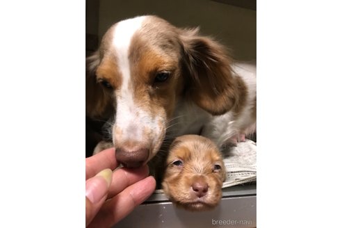 成約済の福岡県のミニチュアダックスフンド(ロングヘアード)-249937の7枚目