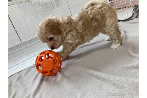成約済の茨城県のマルプー:マルチーズ×トイプードル-249967の4枚目
