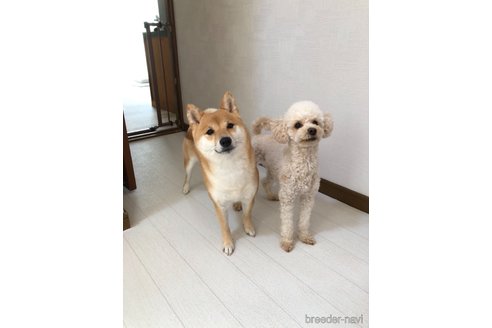 こむぎちゃん1枚目