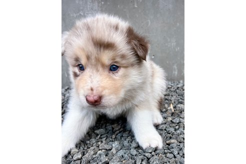 成約済の山梨県のミックス犬-246938の10枚目