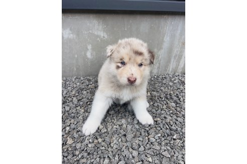 成約済の山梨県のミックス犬-246938の7枚目