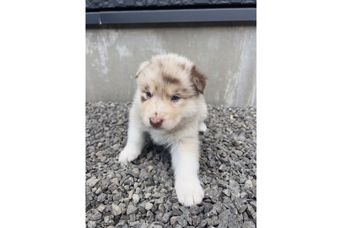 成約済の山梨県のミックス犬-246938の8枚目