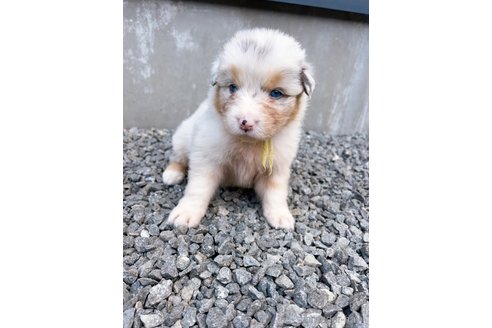 成約済の山梨県のオーストラリアンシェパード-244315の6枚目