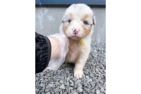 成約済の山梨県のオーストラリアンシェパード-244315の3枚目