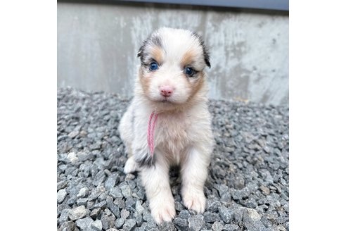 成約済の山梨県のオーストラリアンシェパード-244311の9枚目