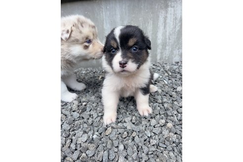 成約済の山梨県のオーストラリアンシェパード-244317の13枚目