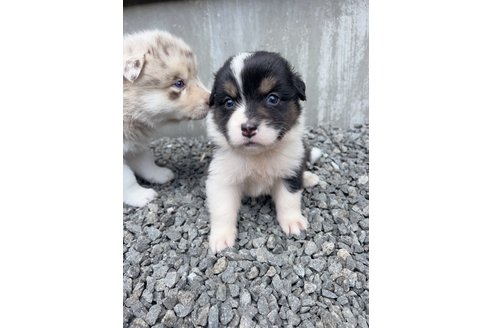 成約済の山梨県のオーストラリアンシェパード-244317の11枚目