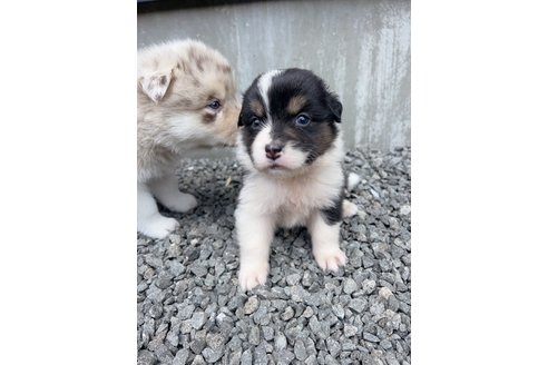 成約済の山梨県のオーストラリアンシェパード-244317の11枚目