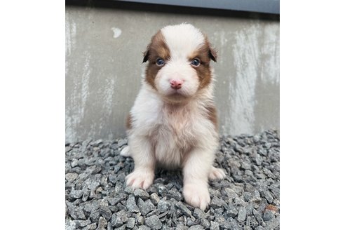 成約済の山梨県のオーストラリアンシェパード-244308の22枚目