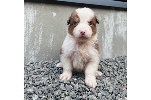 成約済の山梨県のオーストラリアンシェパード-244308の22枚目