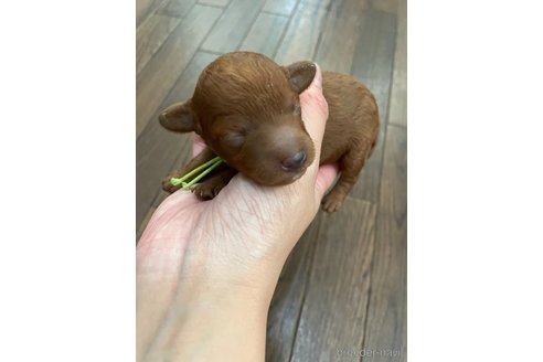 成約済の茨城県のトイプードル-250073の9枚目
