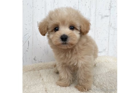 成約済の千葉県のマルプー:マルチーズ×トイプードル-250096の4枚目