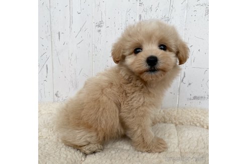 成約済の千葉県のマルプー:マルチーズ×トイプードル-250096の2枚目