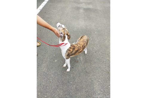 成約済の広島県のウィペット-207057の2枚目