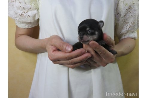 成約済の愛知県のチワワ(スムースコート)-250141の8枚目