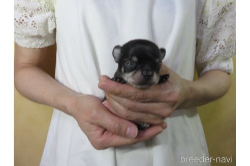 成約済の愛知県のチワワ(スムースコート)-250141の9枚目