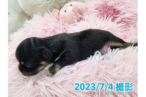 成約済の東京都のチワワ(ロングコート)-250145の27枚目
