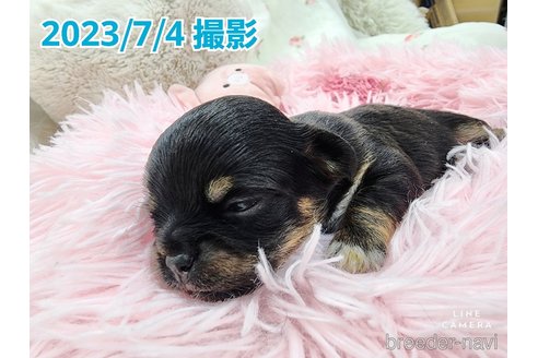 成約済の東京都のチワワ(ロングコート)-250145の26枚目
