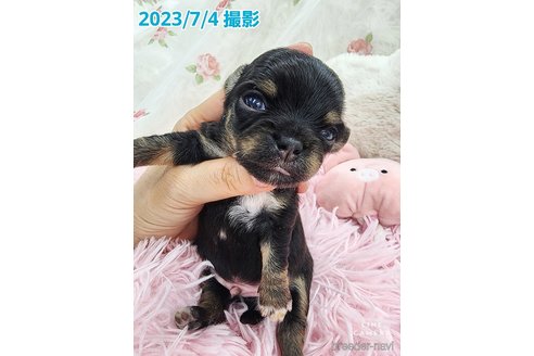 成約済の東京都のチワワ(ロングコート)-250145の25枚目