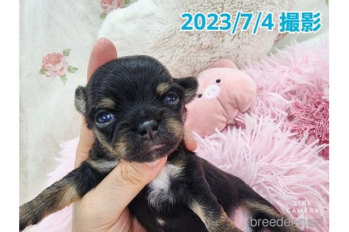 成約済の東京都のチワワ(ロングコート)-250145の24枚目