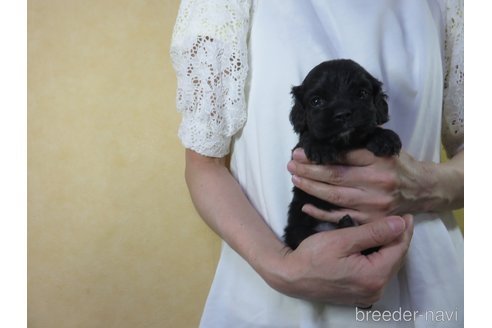 成約済の愛知県のアメリカンコッカースパニエル-245043の10枚目