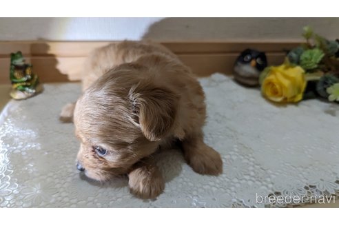 成約済の広島県のチワプー:チワワ×トイプードル-246604の152枚目
