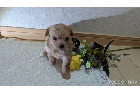 成約済の広島県のチワプー:チワワ×トイプードル-246607の82枚目