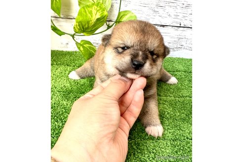 成約済の埼玉県の柴犬-250205の5枚目