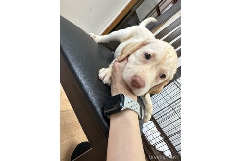 成約済の千葉県のラブラドールレトリーバー-247743の6枚目