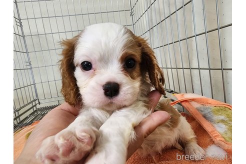 成約済の愛知県のキャバリアキングチャールズスパニエル-250223の8枚目