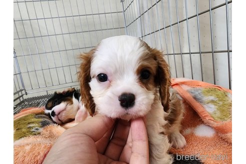 成約済の愛知県のキャバリアキングチャールズスパニエル-250223の6枚目