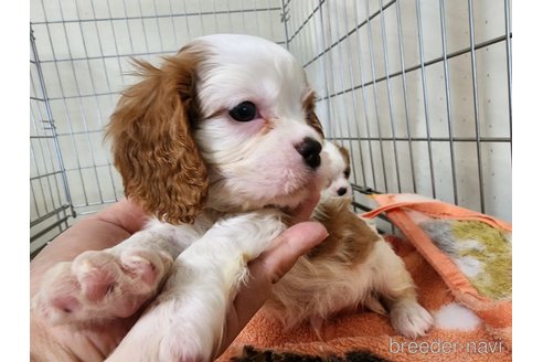 成約済の愛知県のキャバリアキングチャールズスパニエル-250223の5枚目