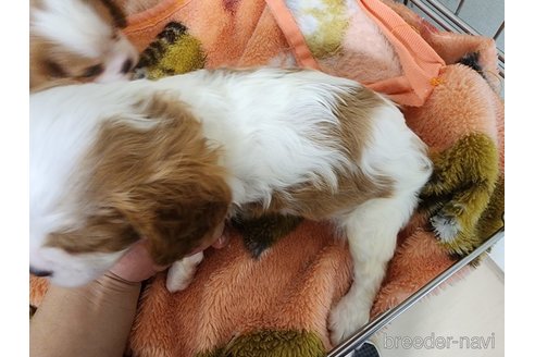 成約済の愛知県のキャバリアキングチャールズスパニエル-250223の3枚目