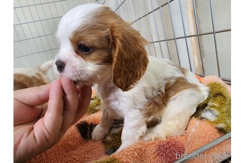 成約済の愛知県のキャバリアキングチャールズスパニエル-250223の2枚目