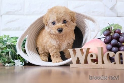 成約済の滋賀県のトイプードル-247158