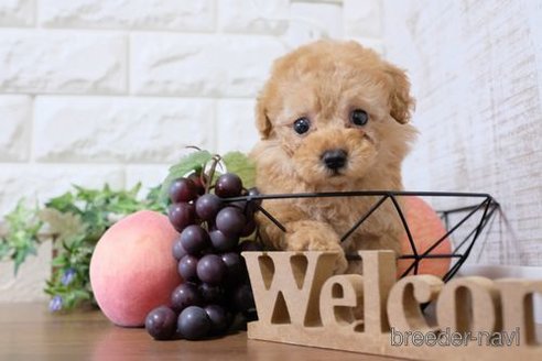 成約済の滋賀県のトイプードル-247158の6枚目