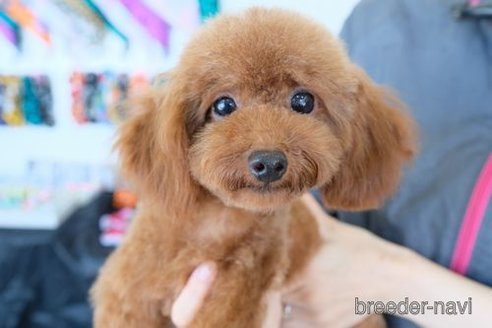 成約済の滋賀県のトイプードル-247158の4枚目