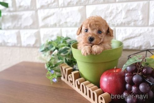 成約済の滋賀県のトイプードル-247158の3枚目