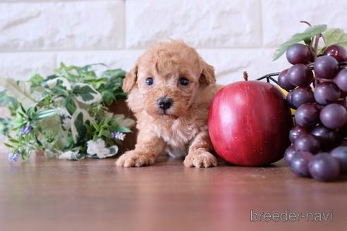 成約済の滋賀県のトイプードル-247158の2枚目