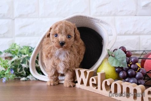 成約済の滋賀県のトイプードル-245921の3枚目