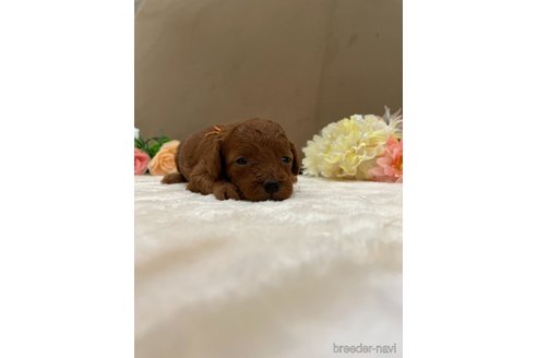 成約済の茨城県のトイプードル-250067の6枚目
