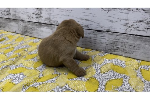 成約済の大阪府のミックス犬-250275の9枚目