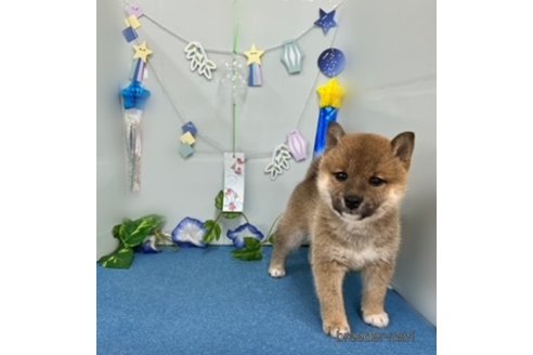成約済の北海道の柴犬-248832の2枚目