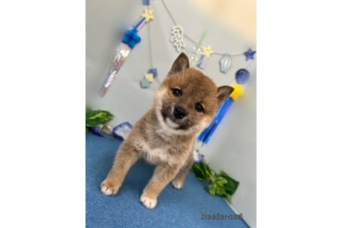 成約済の北海道の柴犬-248832