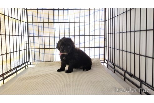 成約済の茨城県のミックス犬-250284の1枚目