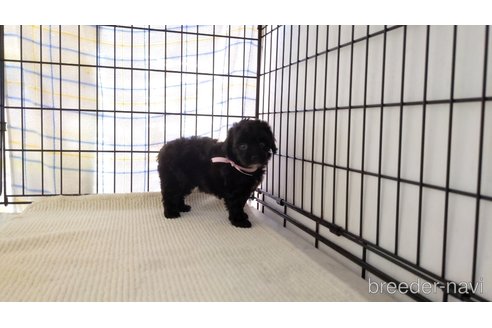 成約済の茨城県のミックス犬-250284の2枚目