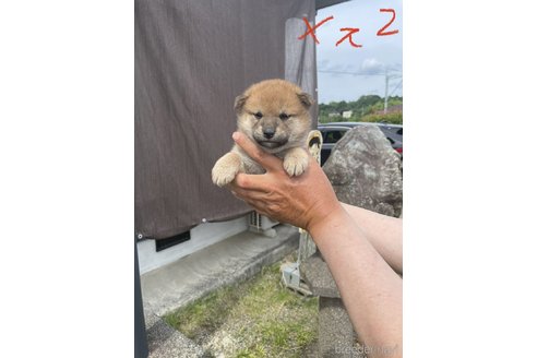 成約済の岡山県の柴犬-244423