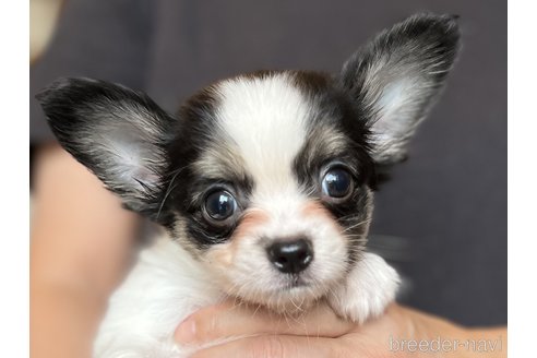 成約済の愛知県のその他の犬種-248904の1枚目