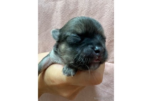 成約済の千葉県のチワワ(ロングコート)-250301の100枚目
