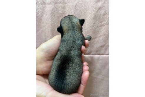 成約済の千葉県のチワワ(ロングコート)-250301の98枚目